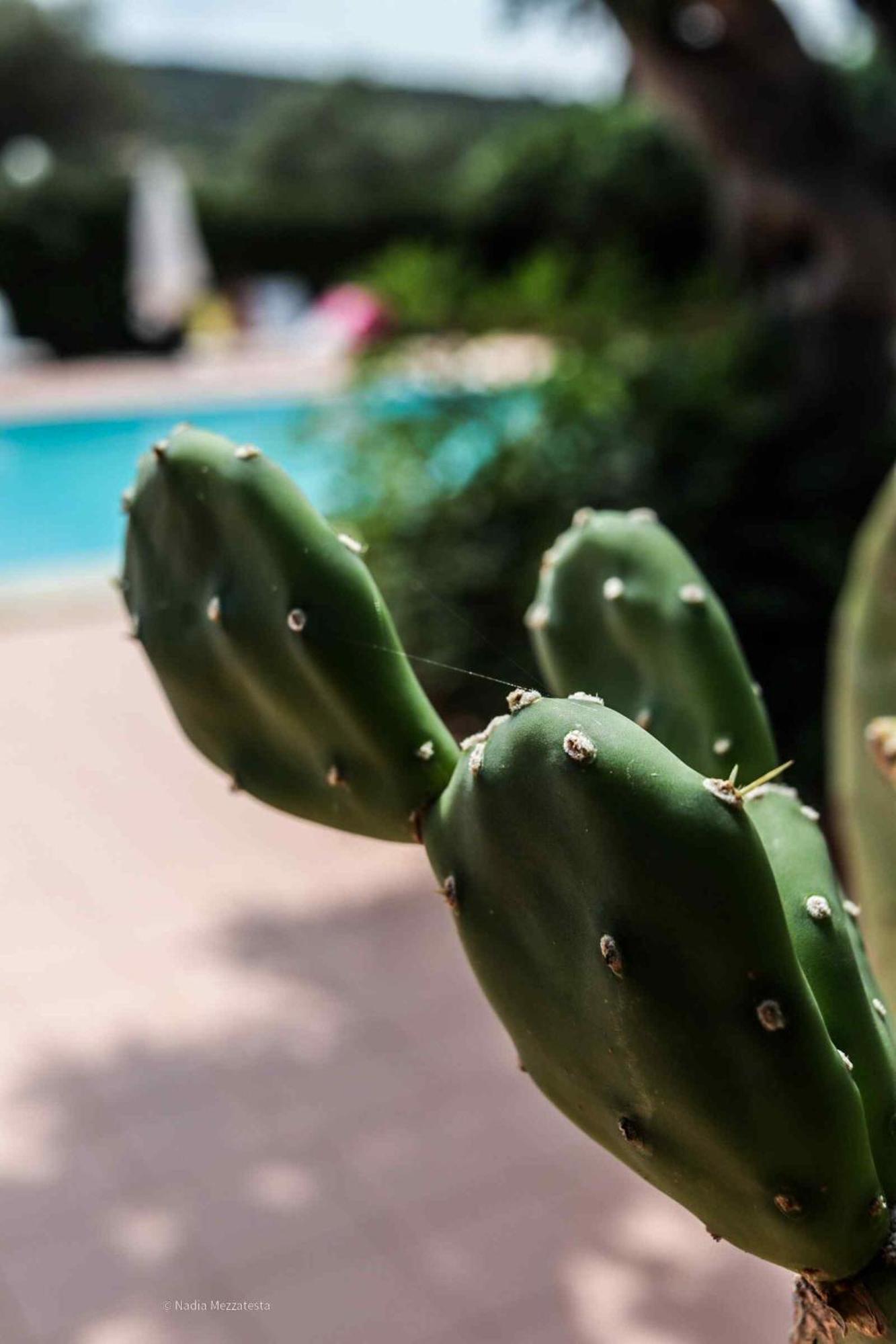 קמפופליצ'ה די רוצ'לה Il Casale Il Sole E La Margherita מראה חיצוני תמונה